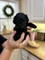 Solid black runt , a male Poodle - Toy  and Havapoo for sale in Lakeland, FL – 1 of 1