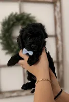 Brody, a male Poodle - Toy  and Havapoo for sale in Lakeland, FL – 2 of 2