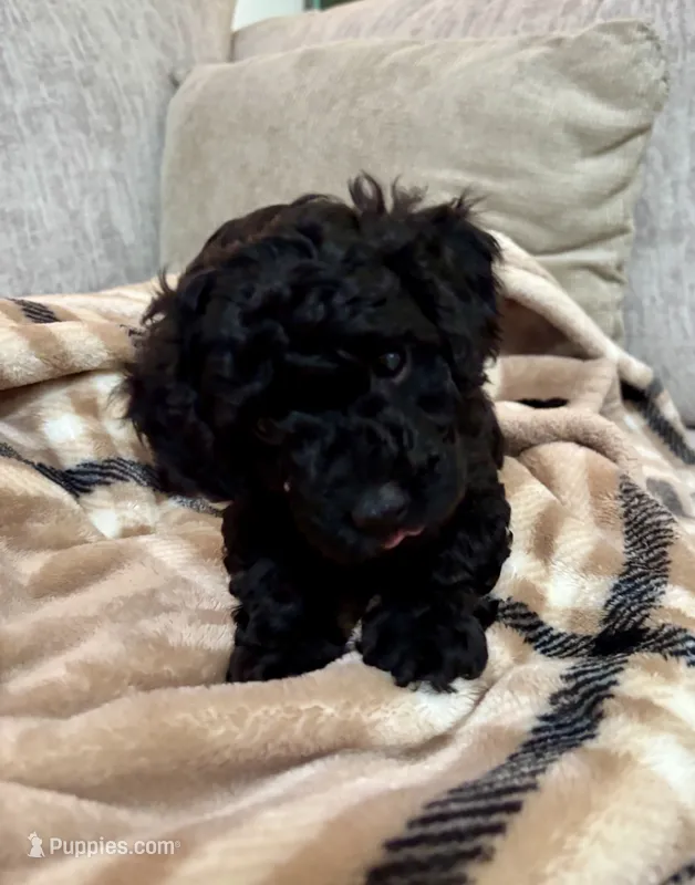Solid black runt  – Poodle - Toy , Havapoo puppy for sale in Lakeland, FL