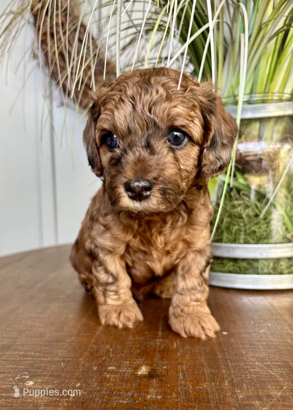 Cooper – Poodle - Toy , Havapoo puppy for sale in Lakeland, FL