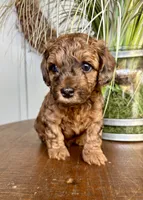 Cooper, a male Poodle - Toy  and Havapoo for sale in Lakeland, FL – 1 of 3