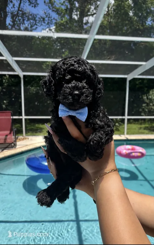 Brody – Poodle - Toy , Havapoo puppy for sale in Lakeland, FL