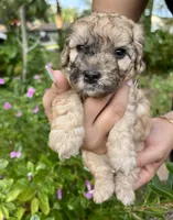 Charlie, a male Poodle - Toy  and Havapoo for sale in Lakeland, FL – 1 of 3