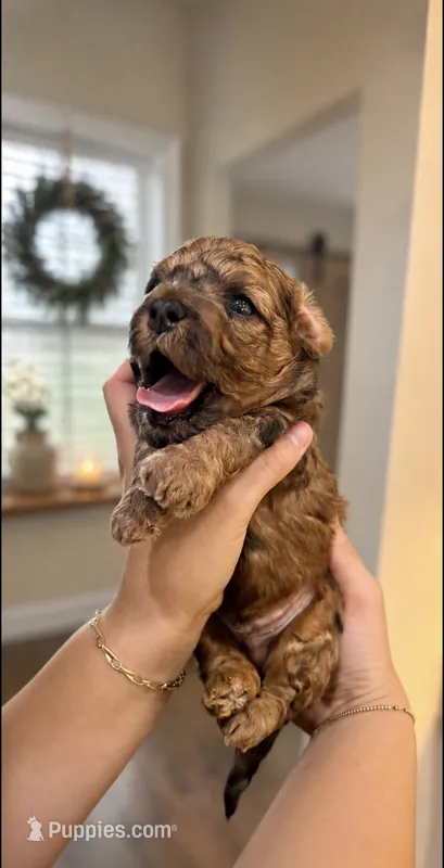 Chocolate Merle  – Poodle - Toy , Havapoo puppy for sale in Lakeland, FL