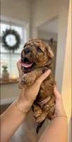 Chocolate Merle , a male Poodle - Toy  and Havapoo for sale in Lakeland, FL – 1 of 2
