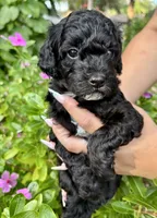 Bentley, a male Poodle - Toy  and Havapoo for sale in Lakeland, FL – 2 of 2