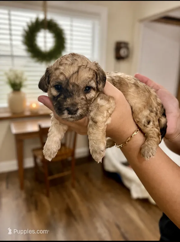 Tan Merle  – Poodle - Toy , Havapoo puppy for sale in Lakeland, FL