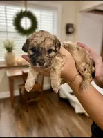 Tan Merle , a male Poodle - Toy  and Havapoo for sale in Lakeland, FL – 1 of 3