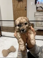 Charlie, a male Poodle - Toy  and Havapoo for sale in Lakeland, FL – 2 of 3