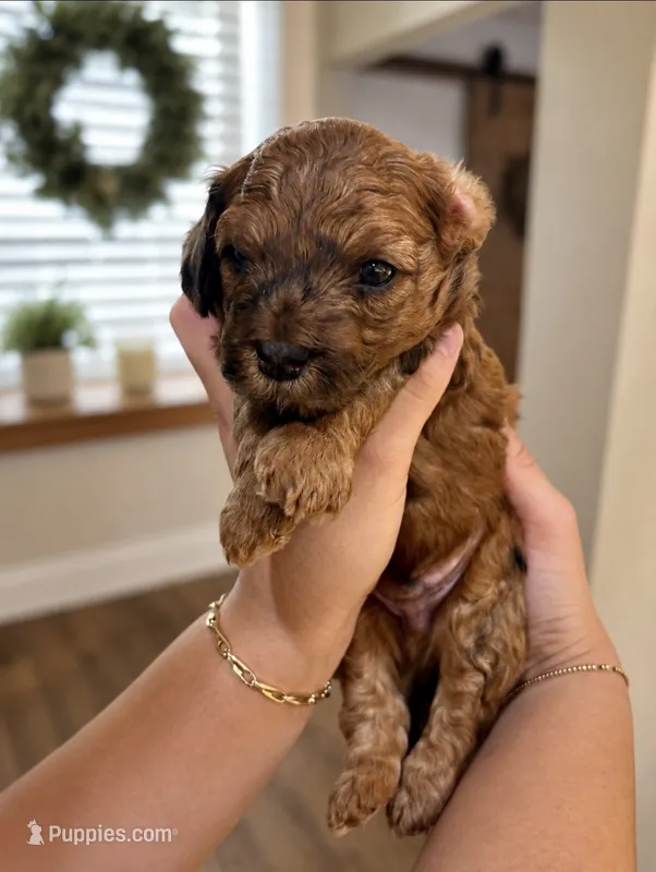 Chocolate Merle  – Poodle - Toy , Havapoo puppy for sale in Lakeland, FL