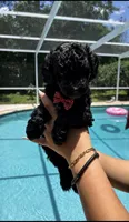 Bentley, a male Poodle - Toy  and Havapoo for sale in Lakeland, FL – 1 of 2