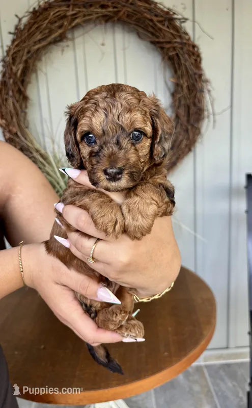 Cooper – Poodle - Toy , Havapoo puppy on hold in Lakeland, FL
