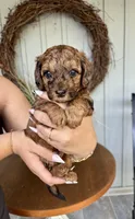 Cooper, a male Poodle - Toy  and Havapoo for sale in Lakeland, FL – 2 of 3