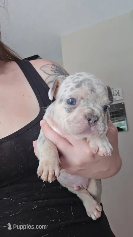 Porky – French Bulldog puppy for sale in Summerville, SC