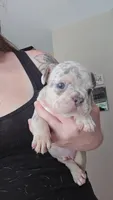 Porky, a male French Bulldog for sale in Summerville, SC – 1 of 3