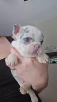 Checkers, a male French Bulldog for sale in Summerville, SC – 2 of 2