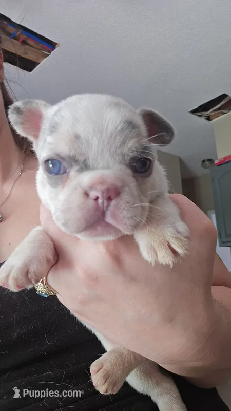 Checkers – French Bulldog puppy for sale in Summerville, SC