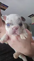 Checkers, a male French Bulldog for sale in Summerville, SC – 1 of 2