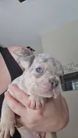 Porky, a male French Bulldog for sale in Summerville, SC – 3 of 3