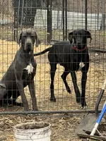 Little boy blue, a male Great Dane for sale in Logansport, IN – 8 of 8