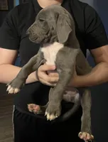 Little boy blue, a male Great Dane for sale in Logansport, IN – 3 of 8