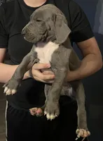 Little boy blue, a male Great Dane for sale in Logansport, IN – 2 of 8