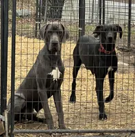 Little boy blue, a male Great Dane for sale in Logansport, IN – 7 of 8