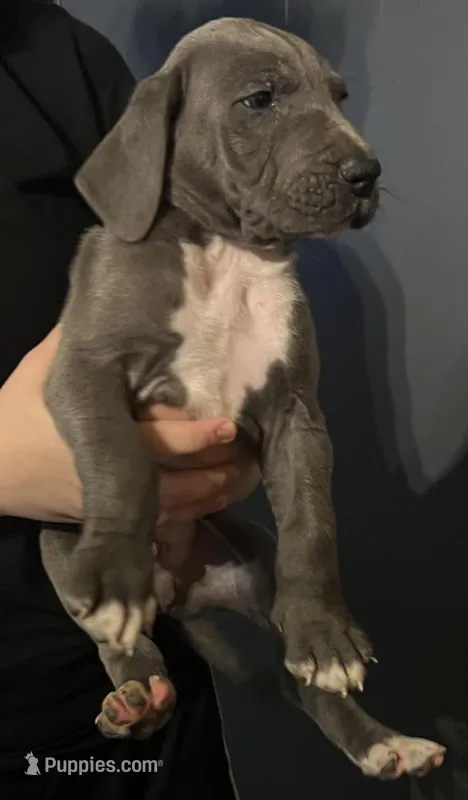 Little boy blue – Great Dane puppy for sale in Logansport, IN