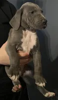 Little boy blue, a male Great Dane for sale in Logansport, IN – 1 of 8