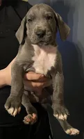 Little boy blue, a male Great Dane for sale in Logansport, IN – 4 of 8