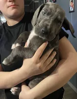 Little boy blue, a male Great Dane for sale in Logansport, IN – 5 of 8