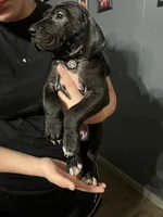 Black female Great Dane, a female Great Dane for sale in Logansport, IN – 3 of 3