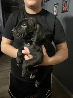 Black female Great Dane, a female Great Dane for sale in Logansport, IN – 2 of 3