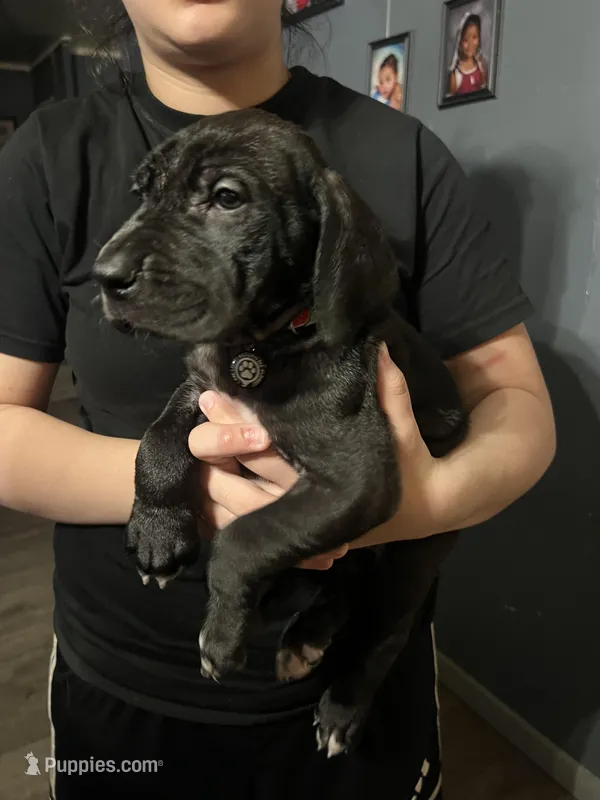 Black female Great Dane – Great Dane puppy for sale in Logansport, IN