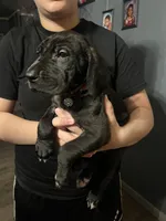 Black female Great Dane, a female Great Dane for sale in Logansport, IN – 1 of 3