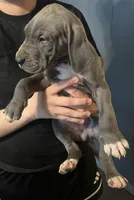 Blue female great dane, a female Great Dane for sale in Logansport, IN – 3 of 10