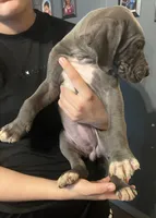 Blue female great dane, a female Great Dane for sale in Logansport, IN – 7 of 10