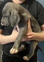 Blue female great dane, a female Great Dane for sale in Logansport, IN – 2 of 10