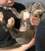 Blue female great dane, a female Great Dane for sale in Logansport, IN – 5 of 10