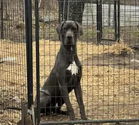 Blue female great dane, a female Great Dane for sale in Logansport, IN – 8 of 10
