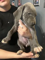 Blue female great dane, a female Great Dane for sale in Logansport, IN – 6 of 10