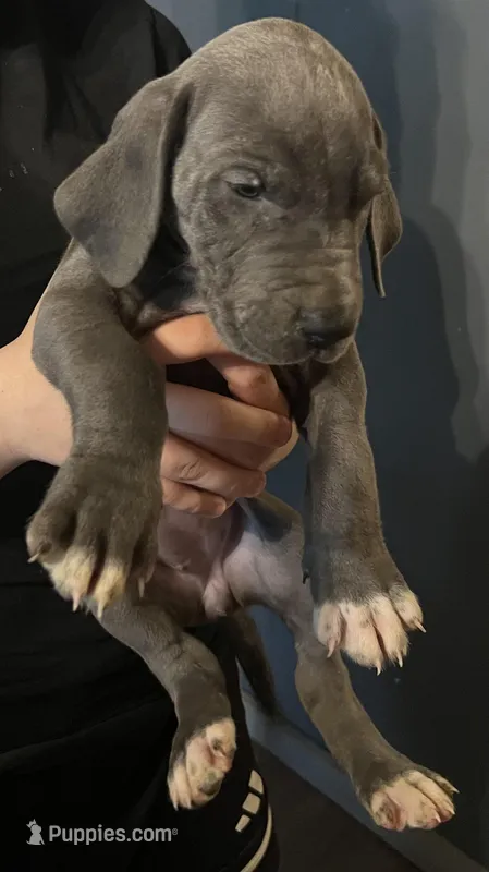 Blue female great dane – Great Dane puppy for sale in Logansport, IN