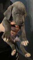 Blue female great dane, a female Great Dane for sale in Logansport, IN – 1 of 10