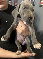 Blue female great dane, a female Great Dane for sale in Logansport, IN – 4 of 10