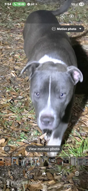 Bullet – Grand Bleu De Gascogne puppy for sale in Fort Walton Beach, FL