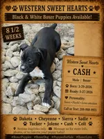 Cash- AKC-Male, a male Boxer for sale in Turlock, CA – 3 of 10