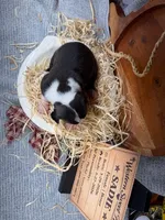 Sadie- AKC-Female, a male Boxer for sale in Turlock, CA – Photo 2 of 4