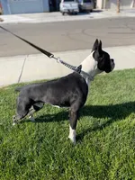 Sadie- AKC-Female, a male Boxer for sale in Turlock, CA – Photo 4 of 4