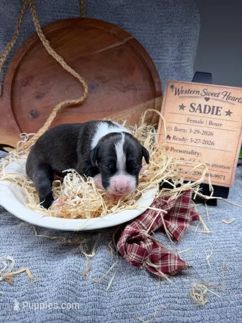 Sadie- AKC-Female – Boxer puppy for sale in Turlock, CA