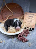 Sadie- AKC-Female, a male Boxer for sale in Turlock, CA – Photo 1 of 4